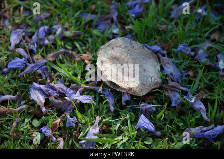 Pretoria, Sud Africa, 15 ottobre, 2018. Un seme pod e fiori viola sono visibili in erba come alberi di jacaranda in fiore a unione edifici di Pretoria, o Jacaranda City. Skies erano chiare e soleggiato lunedì pomeriggio. Inondazioni ha colpito la città durante il fine settimana e i servizi di emergenza sono state lunedì studiando un avviso che due persone possono avere annegato nel vicino fiume Apies. Credito: Eva-Lotta Jansson/Alamy Live News Foto Stock