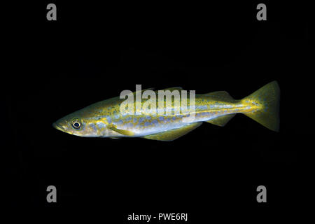 Mare di Norvegia, Atlantico settentrionale, Norvegia. 5 Ago, 2018. Atlantic Pollock o unione di Pollock (Pollachius pollachius) nella notte Credito: Andrey Nekrasov/ZUMA filo/Alamy Live News Foto Stock