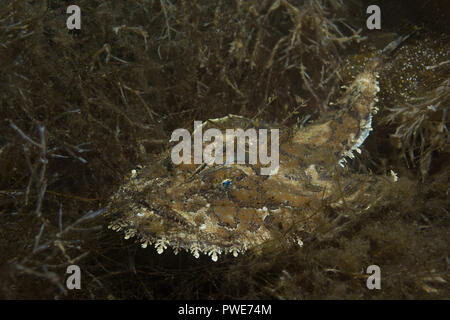 Mare di Norvegia, Atlantico settentrionale, Norvegia. Il 26 dicembre, 2010. La coda di rospo o pescatrice (Lophius piscatorius) giace sul credito di alghe marine: Andrey Nekrasov/ZUMA filo/Alamy Live News Foto Stock