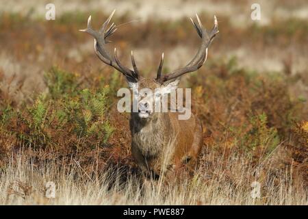 Un mantice di cervo rosso nel sole di mattina a Richmond Park, Londra, Regno Unito. Foto Stock