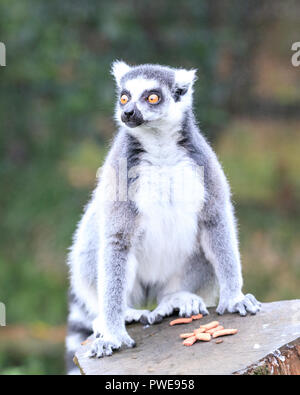 ZSL Whipsnade, REGNO UNITO, 16 ott 2018. Un gruppo di anello ludico-tailed lemuri sono sempre nello spirito di Halloween e sono eccitato indagando le loro zucche e prelibatezze. Questi sono dati in avanti di Boo allo Zoo, ZSL Whipsnade Zoo celebrazione annuale di hairy inquietante e per il divertimento di tutta la famiglia. Le sorprese sono date in avanti di Boo allo Zoo, ZSL Whipsnade Zoo celebrazione annuale di hairy-Scary Halloween e per il divertimento di tutta la famiglia che va da sabato 20 ottobre a mercoledì 31 ottobre 2018. Credito: Imageplotter News e sport/Alamy Live News Foto Stock