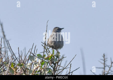 Lands End, Cornwall, Regno Unito. Il 16 ottobre 2018. Un mega Catbird raro è stato visto in Lands End. Birders da tutto il Regno Unito stanno arrivando fino a ottenere un assaggio dell'uccello. Credito: Simon Maycock/Alamy Live News Foto Stock