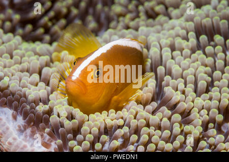 Orange skunk clownfish o arancione [anemonefish Amphiprion sandaracinos]. Puerto Galera, Filippine. Foto Stock