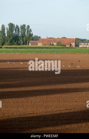 Graylag oche (Anser anser). Una linea a piedi di uccelli di estensione oltre recentemente trapanato campo arabile. In cerca di un'alternativa di approvvigionamento alimentare. Norfolk. Regno Unito. Foto Stock