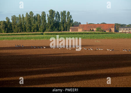 Graylag oche (Anser anser). Linea a piedi di uccelli di estensione oltre recentemente trapanato campo arabile. In cerca di un'alternativa di approvvigionamento alimentare. Ingham Norfolk. Foto Stock