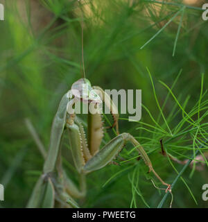Carolina femmina mantis caccia in fronde di asparagi Foto Stock