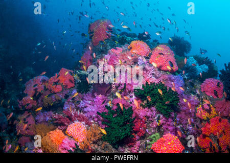 Coralli molli [Dendronephthya sp.] sulla barriera corallina. Papua occidentale, in Indonesia. Foto Stock