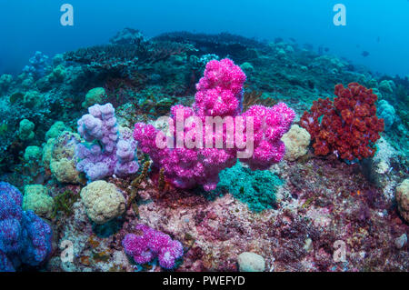 Coralli molli [Dendronephthya sp.] sulla barriera corallina. Papua occidentale, in Indonesia. Foto Stock