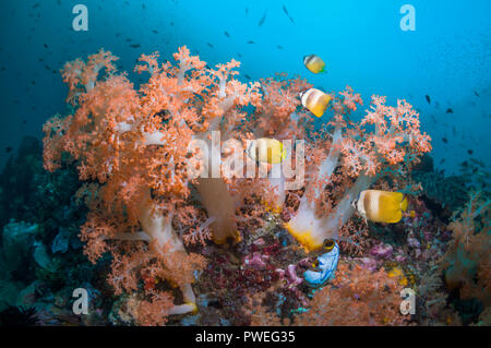 Coral reef paesaggi con coralli molli e pesci tropicali. Indonesia. Foto Stock