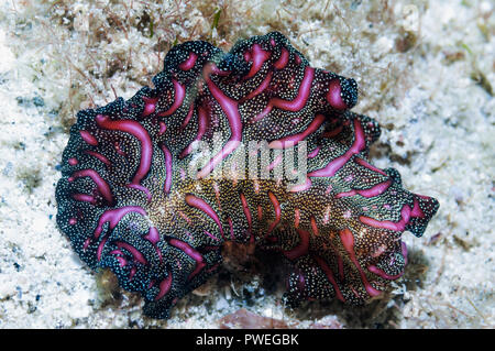 Tappeto persiano flatworm [Pseudobiceros bedfordi]. Puerto Galera, Filippine. Foto Stock