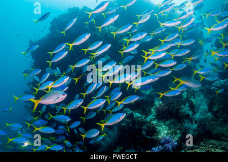 Scuola di Yellowback fusiliers [Ceasio teres]. Papua occidentale, in Indonesia. Foto Stock