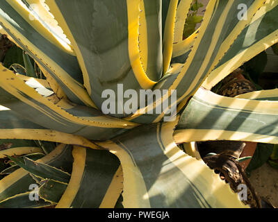 Primo piano di Agave Americana variegata secolo di piante succulente Foto Stock