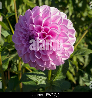 Primo piano della Malva singolo 'Oreti classico' Fiore Dahlia Foto Stock