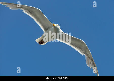 Grande gabbiano in volo isolati contro un profondo cielo blu con spazio per la copia Foto Stock