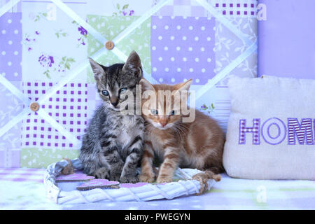 Due gattini, 5 settimane di età, nero tabby e Rosso tabby, chiudere insieme Foto Stock