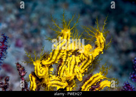 Giallo cetrioli di mare [Colochirus robustus] alimentazione in corrente. Triton Bay, Papua occidentale, in Indonesia. Foto Stock