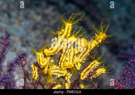 Giallo cetrioli di mare [Colochirus robustus] alimentazione in corrente. Triton Bay, Papua occidentale, in Indonesia. Foto Stock