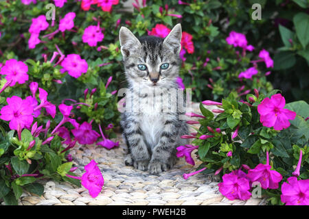 Gattino, 6 settimane di età, nero tabby, seduto tra i fiori Foto Stock