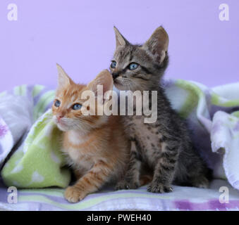 Due gattini, 7 settimane di età, nero tabby e Rosso tabby, seduti vicino insieme sotto un tappeto Foto Stock