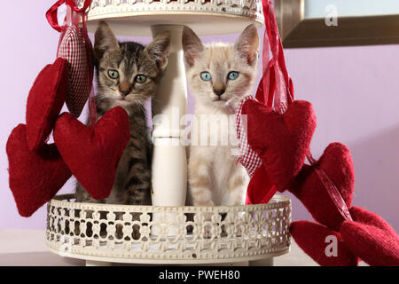 Due gattini, nero tabby e seal tabby point, 8 settimane di età, seduti tra heards rosso Foto Stock