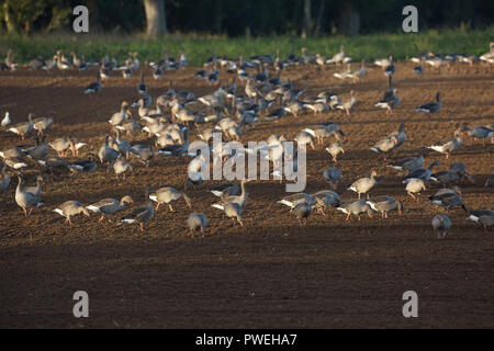 Graylag oche (Anser anser). Uno stormo di uccelli residenti da Hickling ampia. Qui l'alimentazione su un Ingham fattoria campo arabile recentemente forato e ri-seminato. L'autunno. Ottobre.​ Broadland. Norfolk. In Inghilterra. Il Regno Unito. Foto Stock