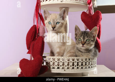 Due gattini, nero tabby e seal tabby point, 8 settimane di età, seduti tra heards rosso Foto Stock