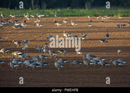 Graylag oche (Anser anser). Uno stormo di uccelli residenti da Hickling ampia. Qui alimentazione su un recentemente forato e cereali seminati campo arabile. Ingham. Broadland. Norfolk. Il ​UK. Foto Stock