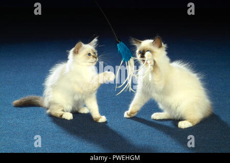 Due birman kitten, 7 settimane, giocando con un giocattolo per gatti Foto Stock