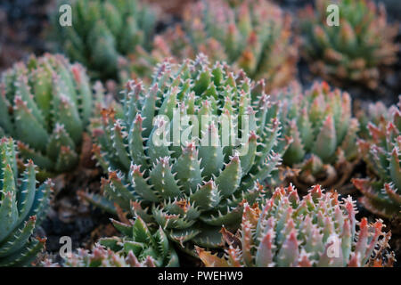 I cactus closeup - Le piante succulente macro (Aloe nobilis) Foto Stock