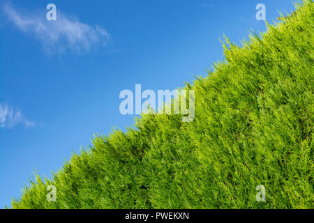 Crescente siepe verde sul cielo blu sullo sfondo Foto Stock