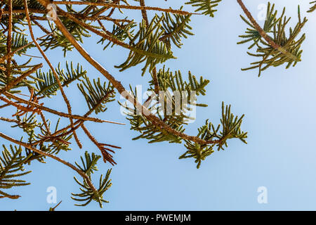 Araucaria heterophylla o isola Norfolk pino, Queensland, Australia Foto Stock