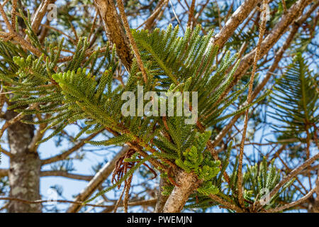 Araucaria heterophylla o isola Norfolk pino, Queensland, Australia Foto Stock