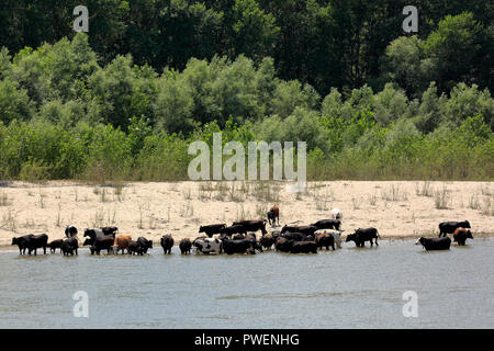 Agricoltura, allevamento, allevamento di bestiame la balneazione vicino alla riva del Danubio a una spiaggia di sabbia, boschi dietro, paesaggio del Danubio tra Izvoarele e Dunareni, Romania, Constanta County, Dobruja Foto Stock