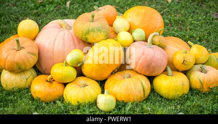 Foto di raccolta delle diverse varietà di zucche arancione Foto Stock