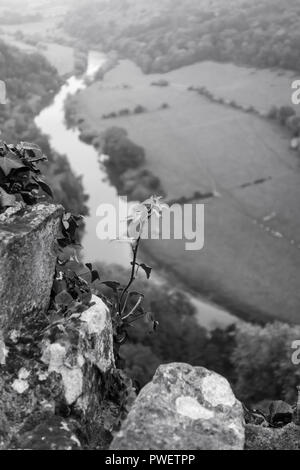 Ivy cresce dal muro di pietra con una nebbiosa Wye Valley in background. Symonds Yat Herefordshire UK. Ottobre 2018 Foto Stock