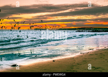 Uccelli enyojing tramonto sulla spiaggia di Salthill nella città di Galway, Irlanda Foto Stock