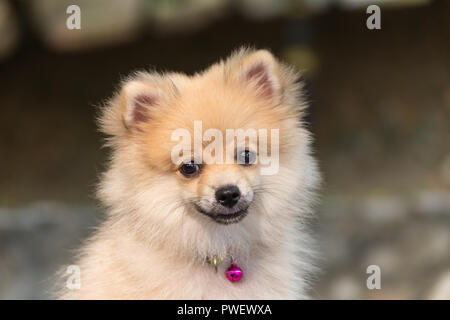 Cane di razza tedesca Spitz divertenti Foto Stock