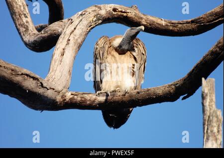 Raro avvoltoio Indiano sul ramo di albero Foto Stock