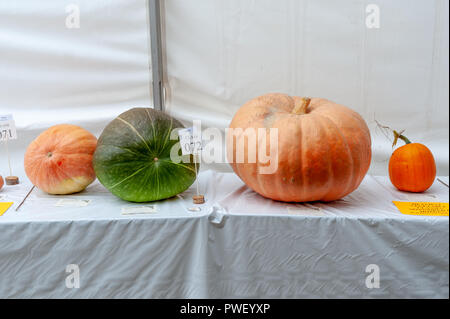 Grandi e piccole zucche sul display su un tavolo bianco in un rettangolo di selezione in una città mostra. Foto Stock