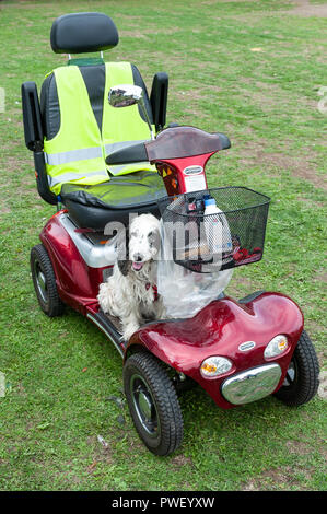 Un cane seduto su una mobilità rosso scooter. Foto Stock