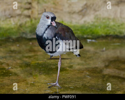 Pavoncella meridionale (vanellus chilensis) Foto Stock