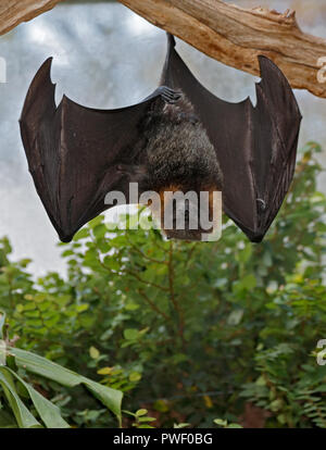 Rodrigues frutto Bat (pteropus rodricensis) Foto Stock