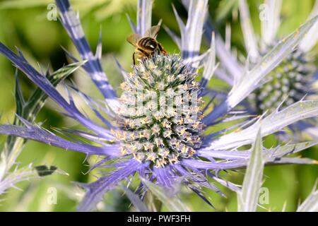 Ripresa macro di un ape una impollinazione eryngium (Eryngium amethystinium) fiore Foto Stock