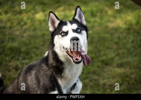 Siberian Husky cane Foto Stock