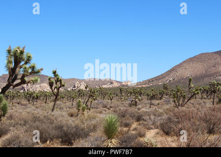 Un boschetto di alberi di Joshua e scrub spazzola nella parte anteriore delle formazioni rocciose e delle montagne sul cappuccio roccia Sentiero Natura Foto Stock