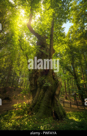 Grandi e secolari alberi di castagno in Casentino forest. Parco Nazionale delle Foreste Casentinesi, Toscana, Italia, Europa Foto Stock