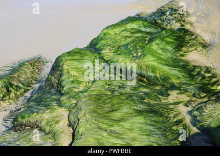 Fotografia di alghe su una spiaggia in Trinidad e Tobago Foto Stock