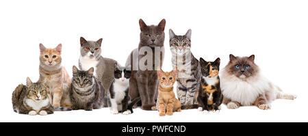 Molti gatti seduti in una fila, davanti a uno sfondo bianco Foto Stock