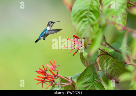 Bee Hummingbird (Mellisuga helenae), maschio in non-allevamento piumaggio, in volo vicino al rosso dei fiori di Firebush (Hamelia patens). Cuba Foto Stock