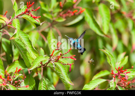 Bee Hummingbird (Mellisuga helenae), maschio in non-allevamento piumaggio, in volo vicino al rosso dei fiori di Firebush (Hamelia patens). Cuba Foto Stock